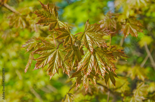 Fresh, young expanded leaves of the 
Norway maple (Acer platanoides) in spring. Garden form with brown leaves Schwedleri photo