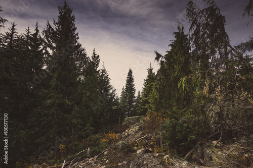 Forest