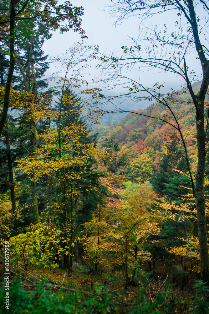 Autumn in Alsace mountains