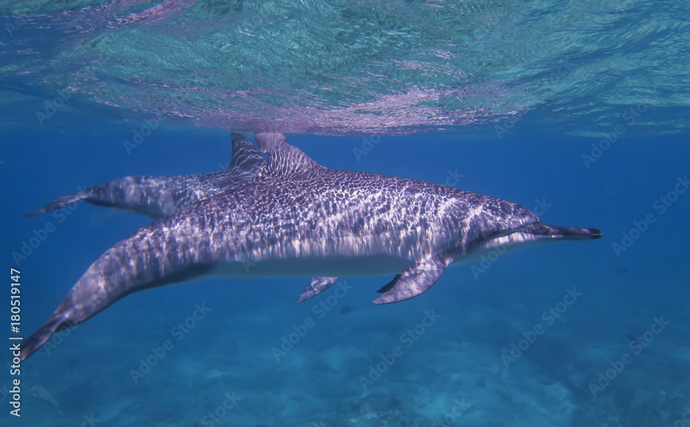 Naklejka premium Spinner Dolphin Profile Swims Just Below Surface of Ocean