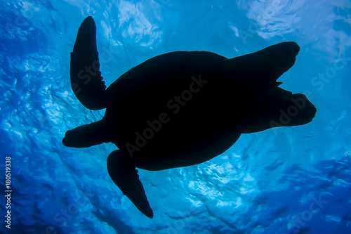 Silhouette of Sea Turtle Taken From Underneath Towards Ocean Surface