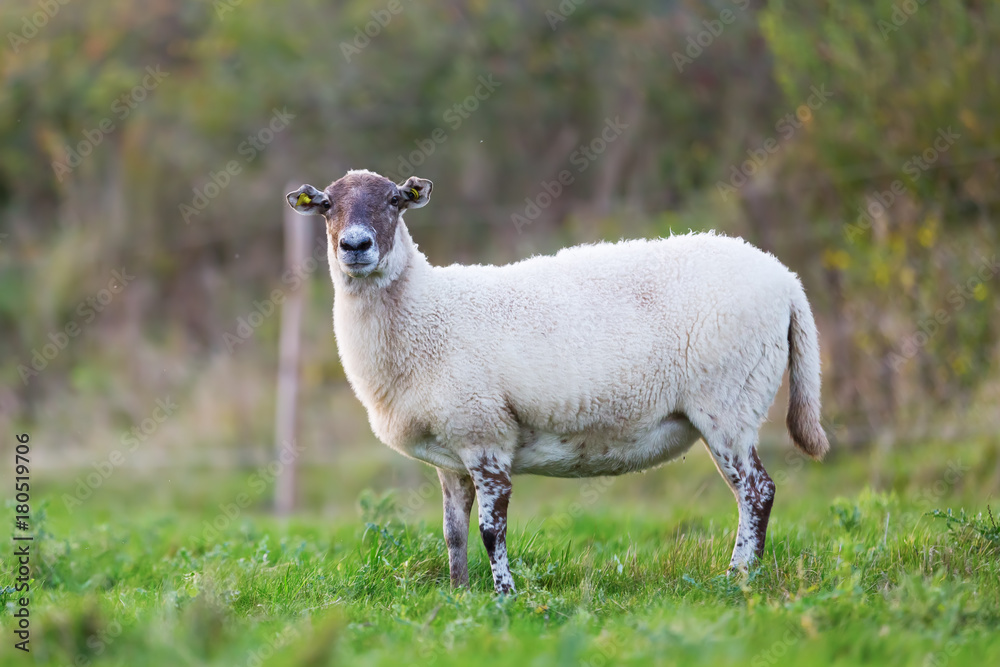 Fototapeta premium portrait of sheep on the pasture