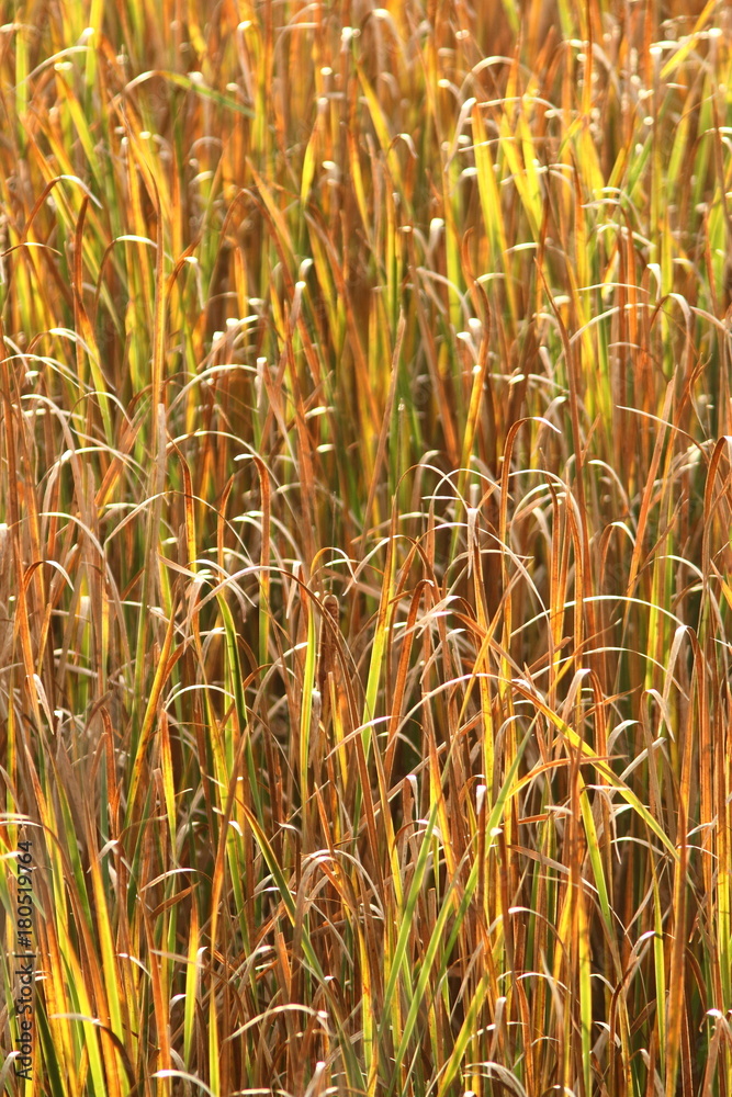 Autumn cattail marsh, Blue Cut Nature Center, Lyons, NY (1) Autumn cattail marsh, Blue Cut Nature Center, Lyons, NY (1)