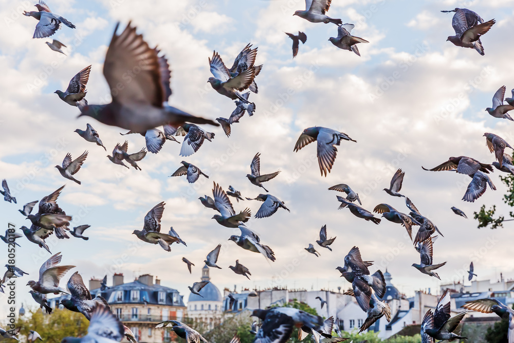 Naklejka premium stado gołębi w Paryżu, Francja