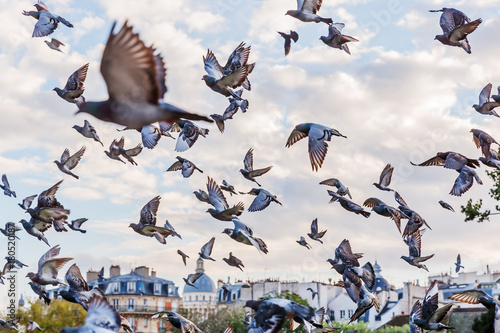 flock of pigeons in Paris, France