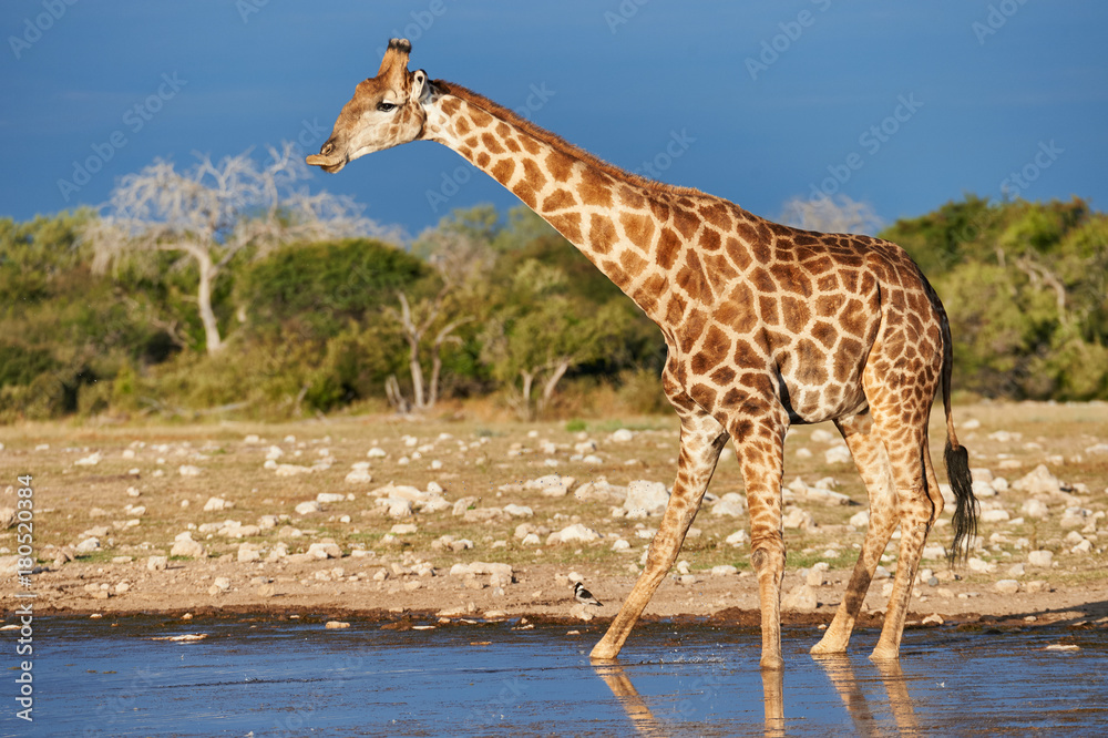 Obraz premium Giraffe drinking in a waterhole
