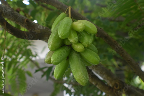 Wallpaper Mural pickles Torontodigital.ca