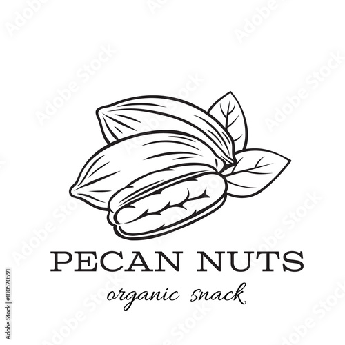 hand drawn pecan nuts