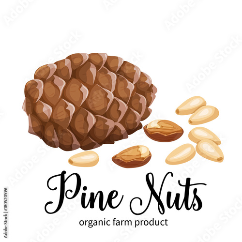 pine nuts in cartoon style