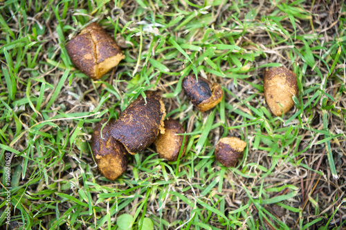 animal feces on the lawns.