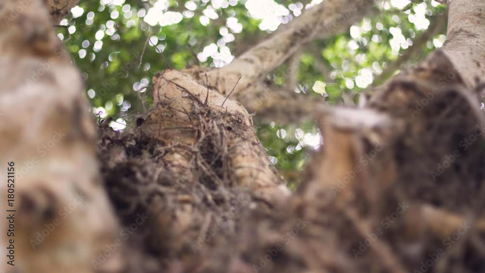 Looking up tree bark with dry roots and spiderwebs Looking up tree bark with dry roots and spiderwebs
