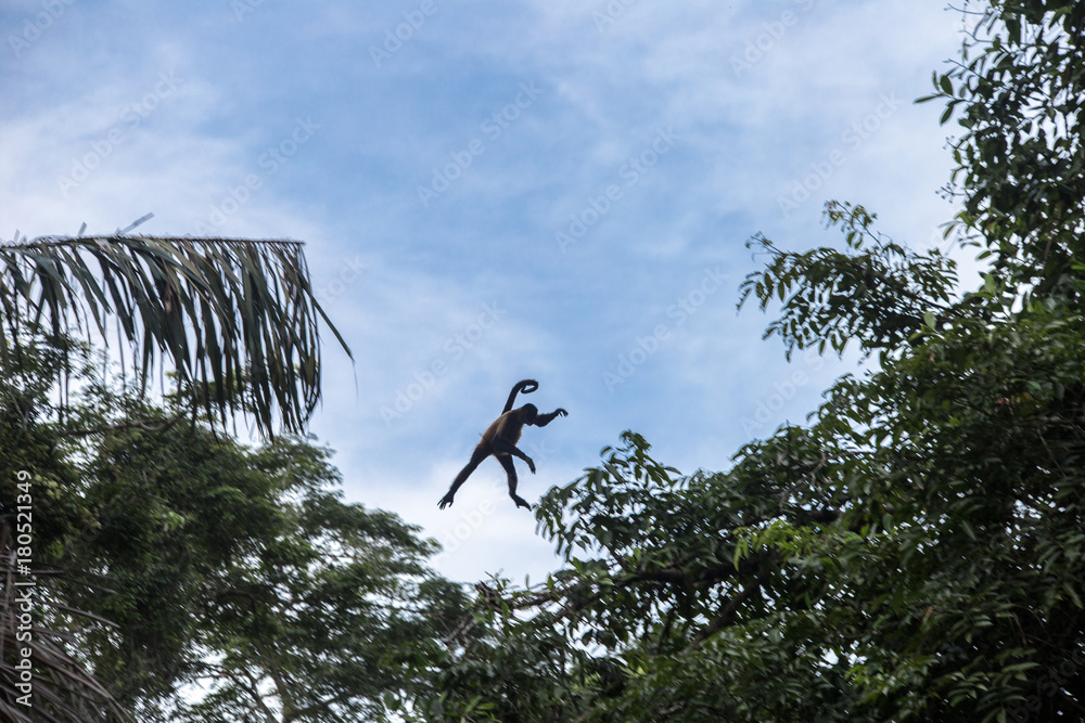 Fototapeta premium Spider monkey in their natural environment - Costa Rica - Tortuguerro National Park