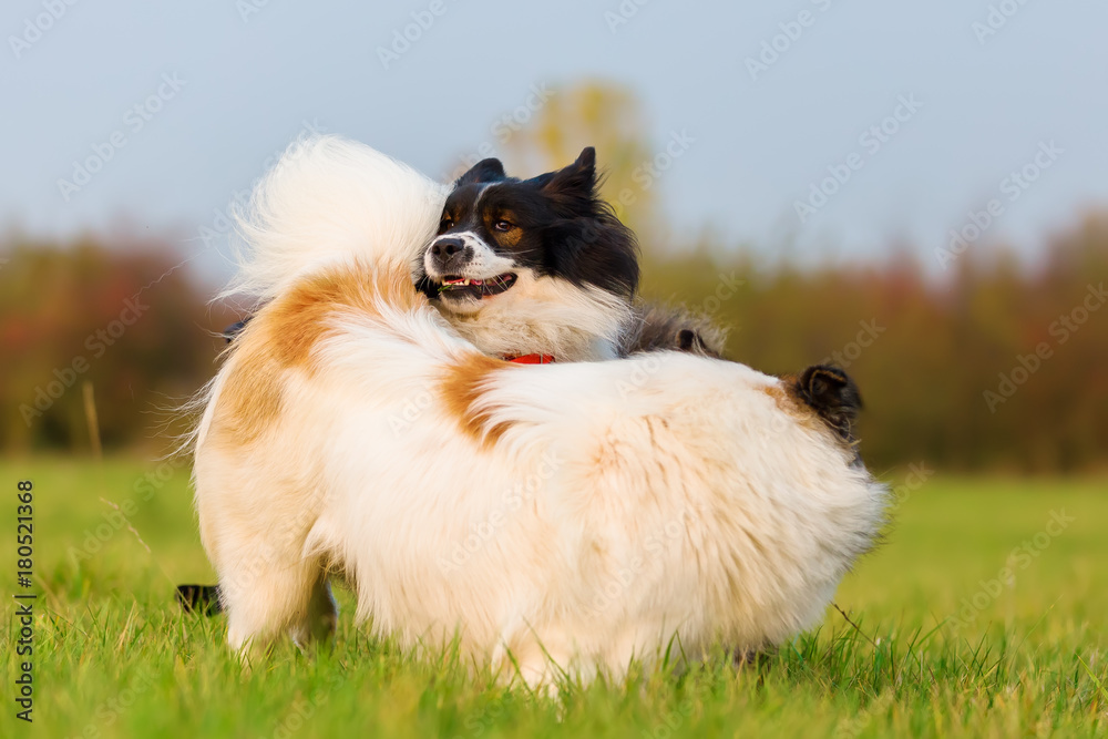 two Elo dogs play on the meadow two Elo dogs play on the meadow