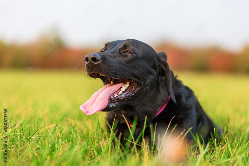 portrait of a black labrador dog portrait of a black labrador dog