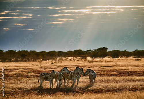 Zebras in the African savannah