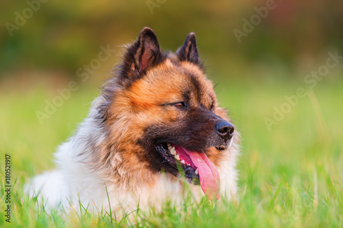 portrait of a cute Elo dog © Christian Müller