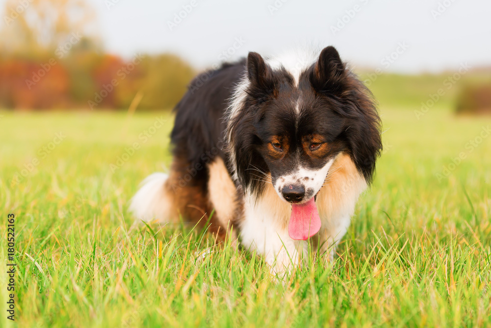 portrait of a cute Elo dog portrait of a cute Elo dog