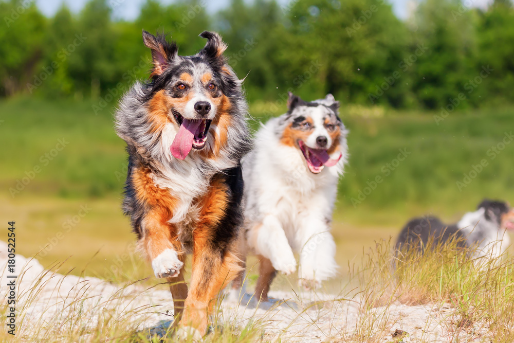 Australian Shepherd dog runs outdoors