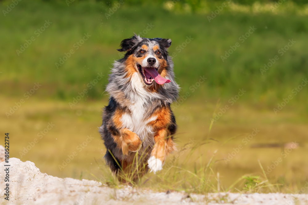 Australian Shepherd dog runs outdoors
