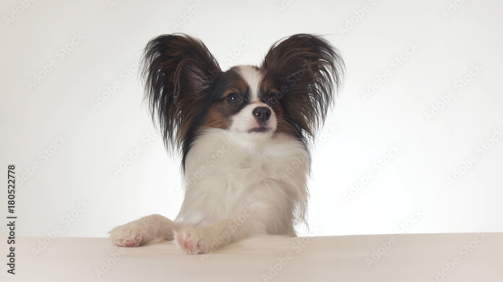 Beautiful young male dog Continental Toy Spaniel Papillon looks around close-up on white background Beautiful young male dog Continental Toy Spaniel Papillon looks around close-up on white background