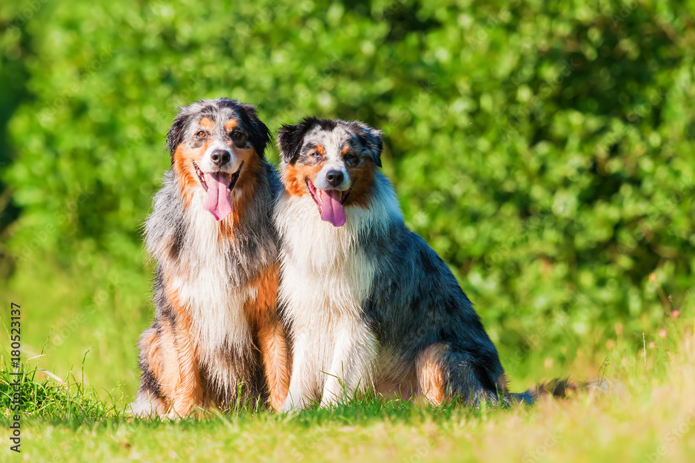 portrait of two Australian Shepherd dogs