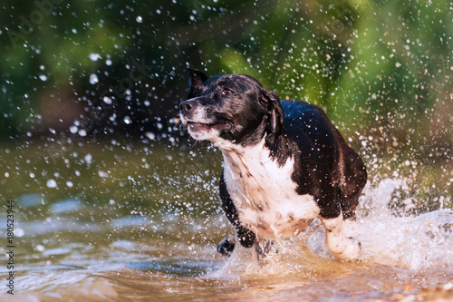 Jack Russell Terrier runs through the water