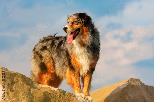Australian Shepherd standing on a rock