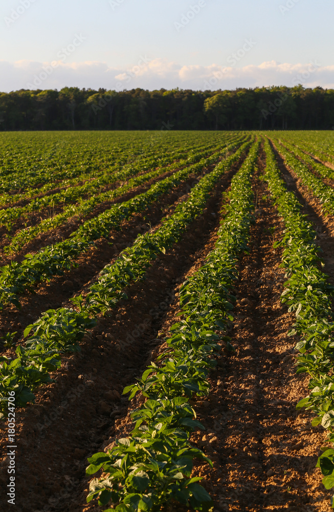 Obraz premium Vertical Rows of Green Leafy Vegetables in Farm Field