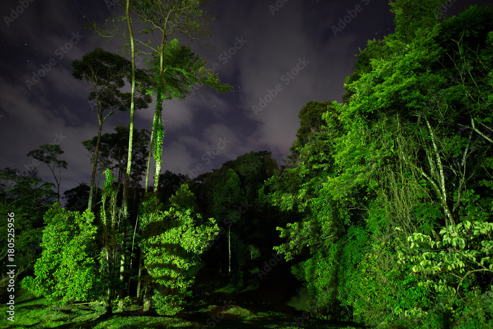 Jungle by night in Costa Rica - region Rainforest Stock Photo | Adobe Stock