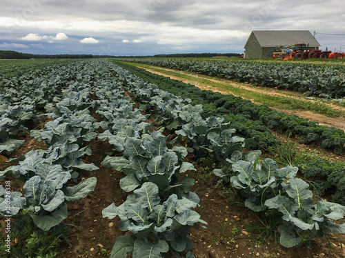 Mixed Vegetable Farm Field