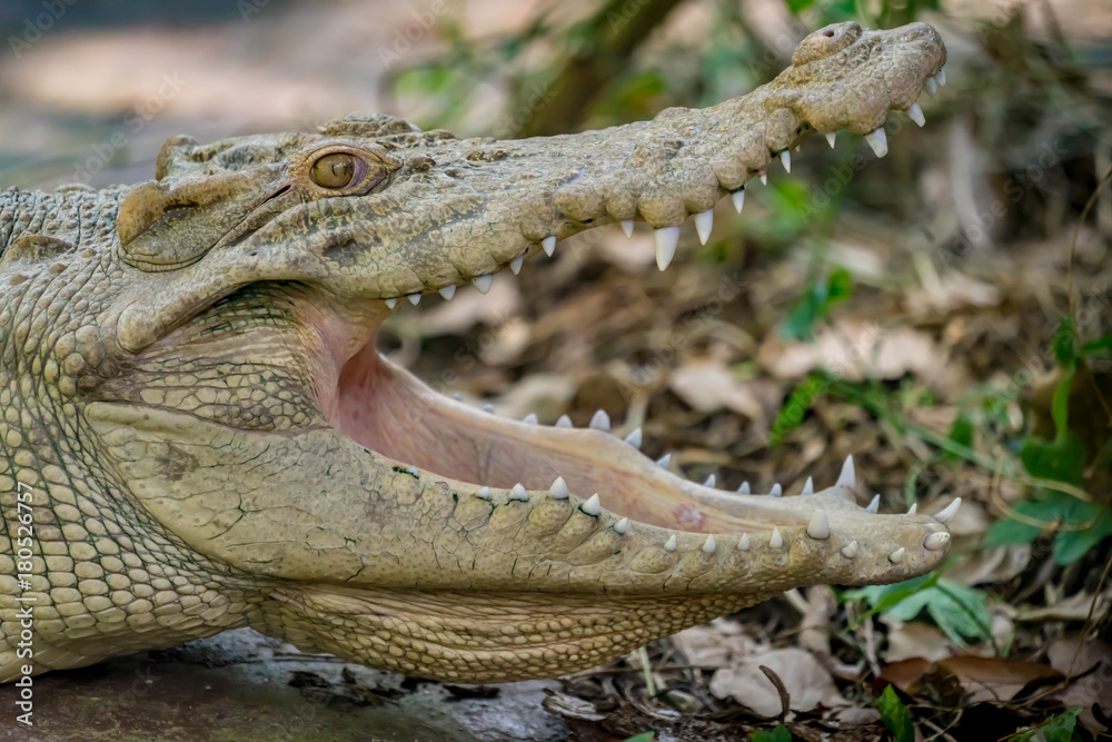 Obraz premium White Crocodile in the zoo