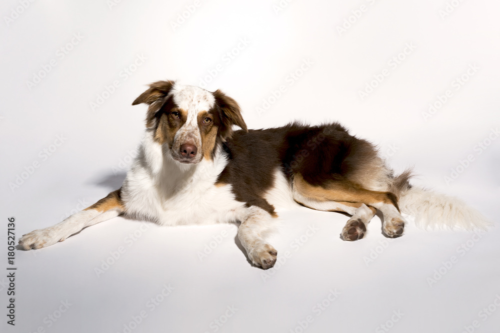 Brown Border Collie