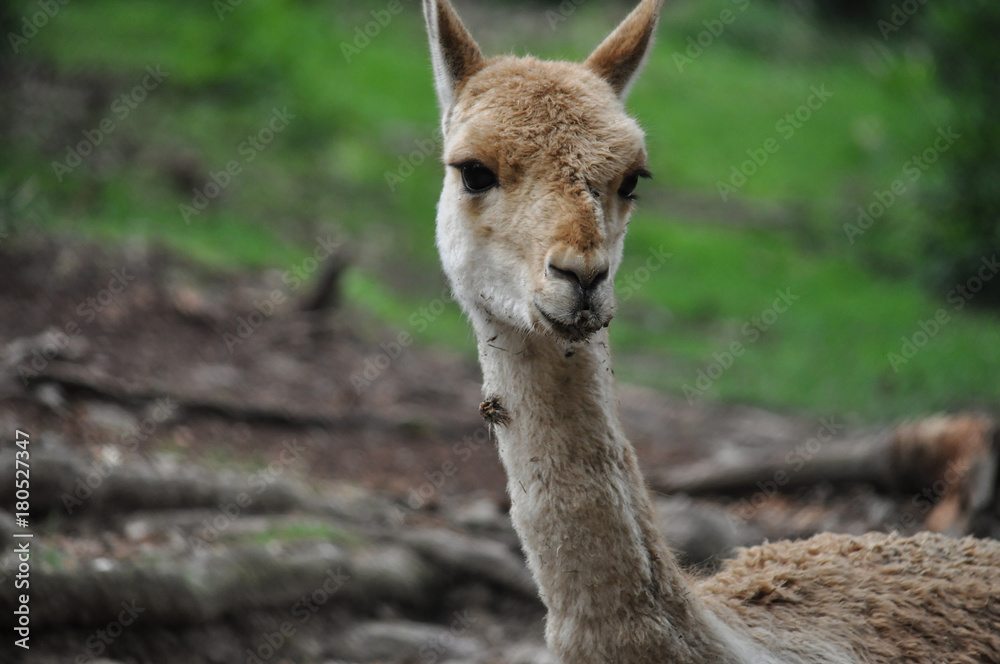 Fototapeta premium braunes Lama