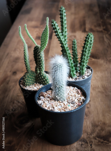 small cactus in a pot, Vintage style