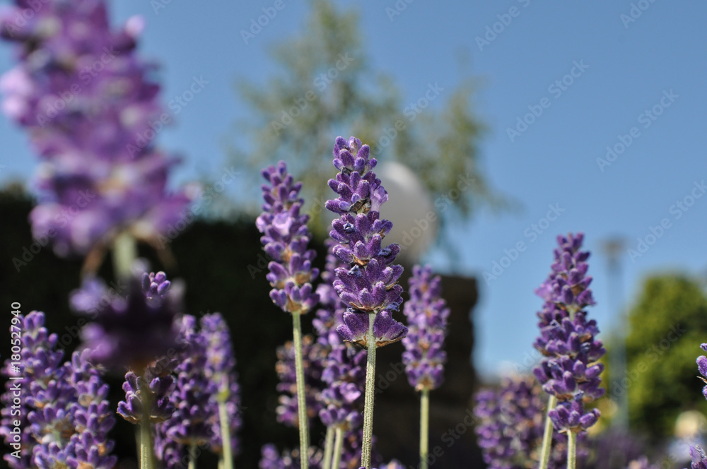 Lavendel, Hintergrund Lavendel, Hintergrund