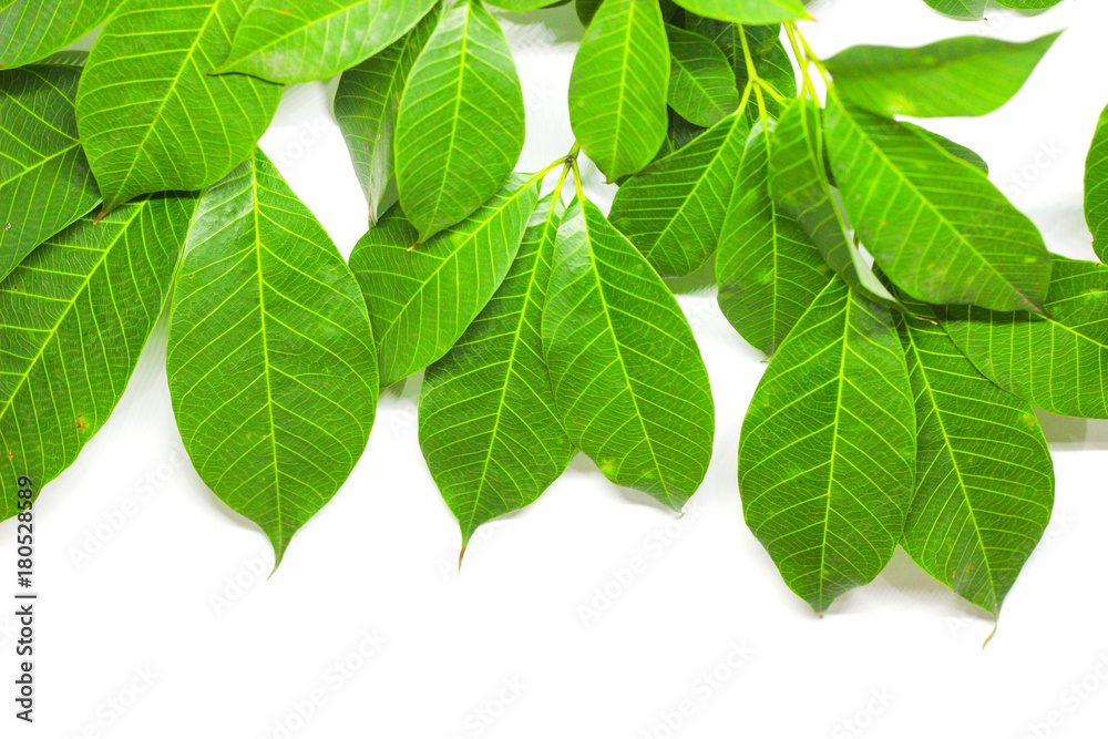 Naklejka premium Green Leaves background