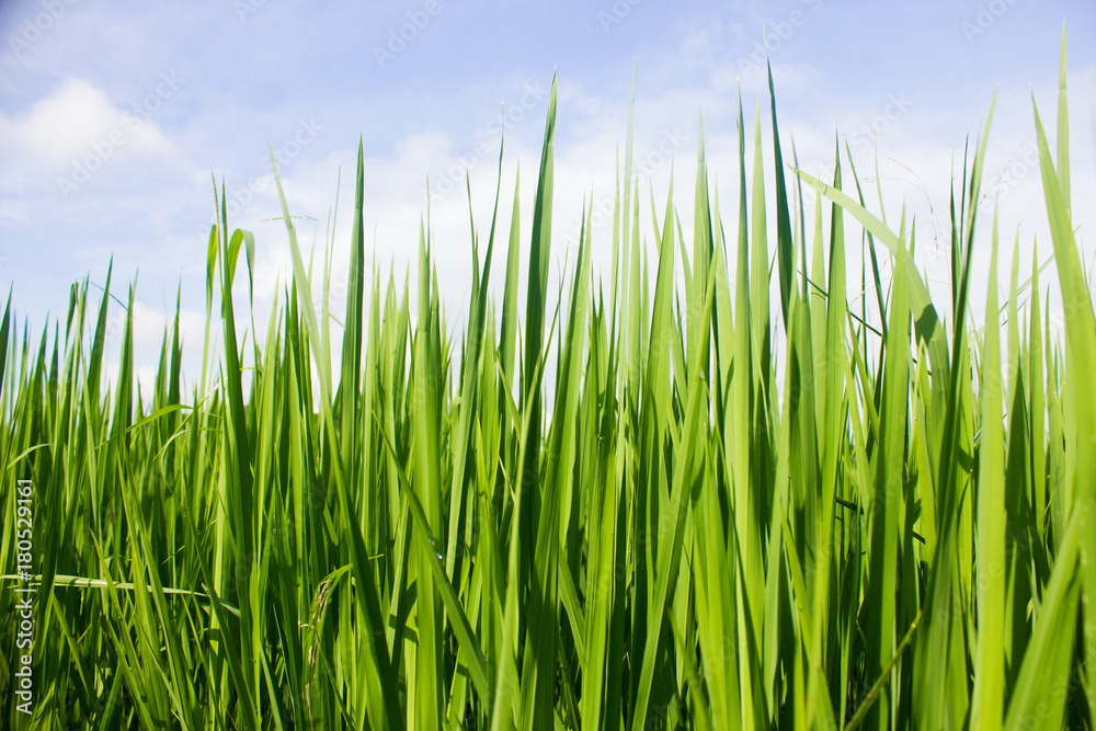 rice field in north Thailand, nature food landscape background