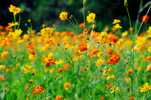 Orange and yellow flowers