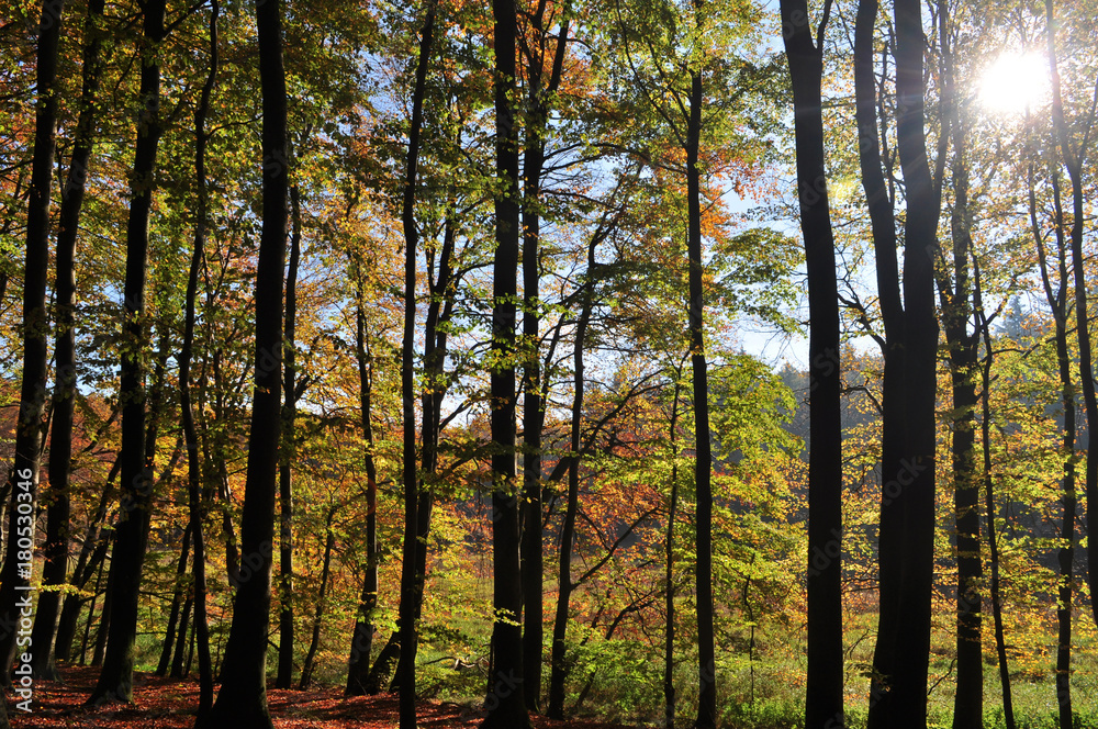 Fototapeta premium goldener Herbst, Nationalpark Jasmund