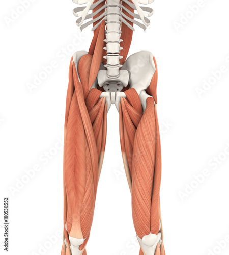 Canvas-taulu Upper Legs and Psoas Muscles Anatomy