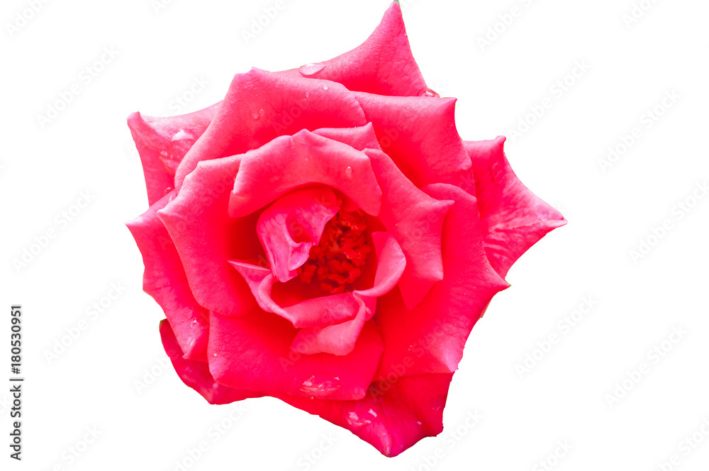 Bloom red rose on white isolated background