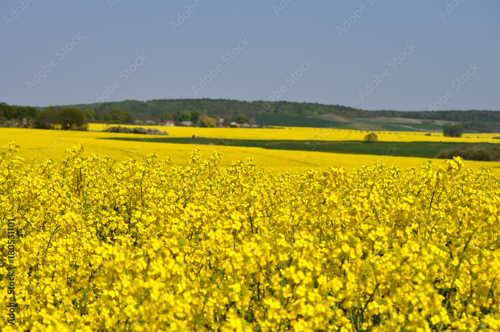 Rapsfeld bei Vilmnitz