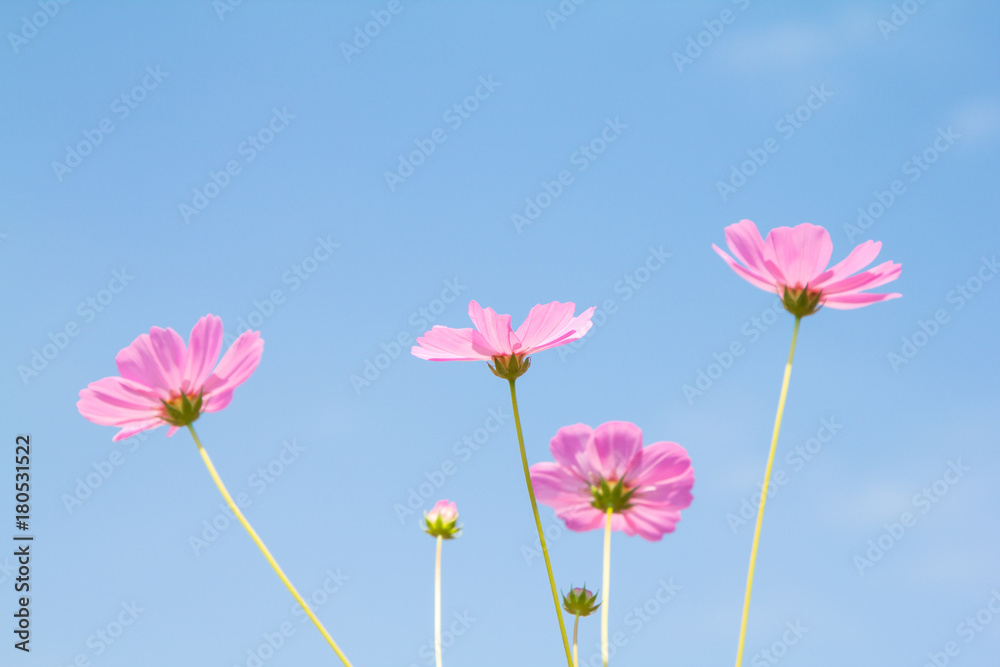Pink cosmos flower group, beautiful In blue sky nature Background Pink cosmos flower group, beautiful In blue sky nature Background