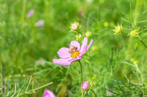 Bee pollen cosmos flower in garden