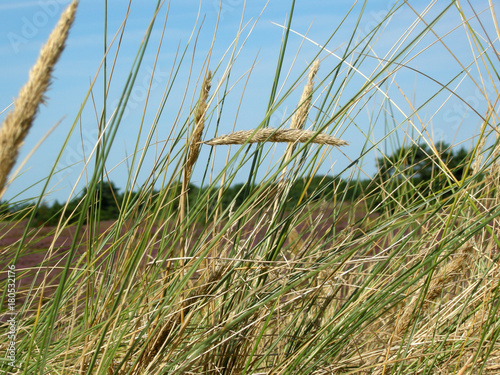 Heidebl  te auf der Insel Hiddensee  R  gen