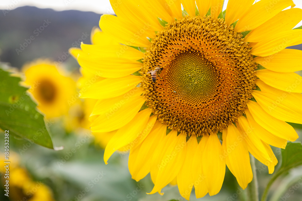 Fototapeta premium Sunflower Field Hawaii / Sunflower field and agriculture landscape and flower closeup in Oahu, Hawaii, USA.