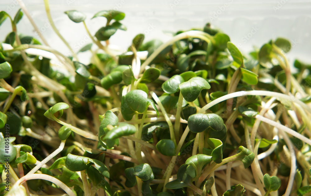 Many green sprout of daikon vegetable plant Many green sprout of daikon vegetable plant