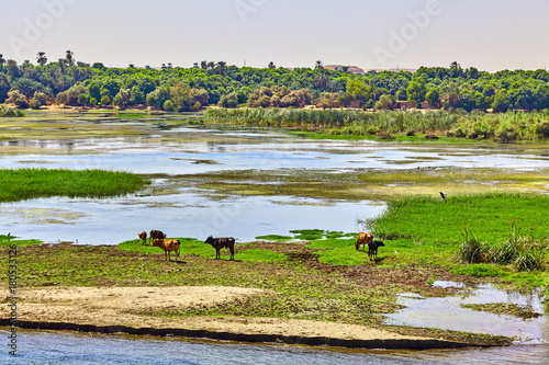 Slika na platnu cow on river bank in egypt