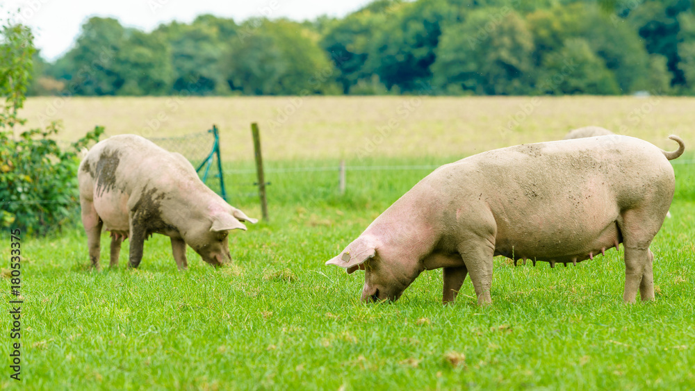Pigs graze on farm. Pig on green field Pigs graze on farm. Pig on green field