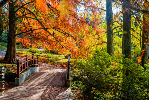 Park arboretum in Sochi. Russia